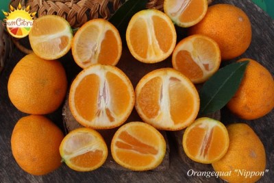 Orangequat Nippon - 
